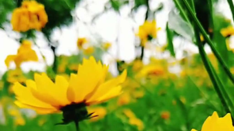 金黄灿烂的美丽金鸡菊-众图网