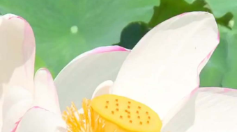 唯美花视频素材背景-众图网