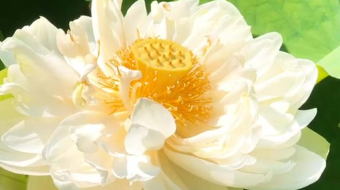 洁白荷花与嫩绿花苞-众图网