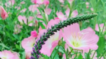 唯美花视频素材背景-众图网