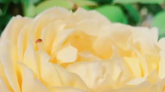 唯美花视频素材背景-众图网