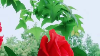 唯美花视频素材背景-众图网