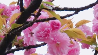 唯美花视频素材背景-众图网