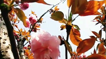 唯美花视频素材背景-众图网