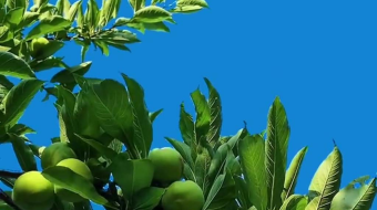 唯美花视频素材背景-众图网