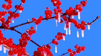 唯美花视频素材背景-众图网