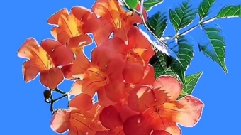 唯美花视频素材背景-众图网