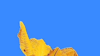 唯美花视频素材背景-众图网