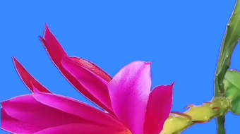 唯美花视频素材背景-众图网