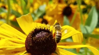 黄色黑心菊上的小蜜蜂-众图网
