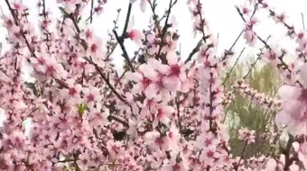 春日绽放的粉嫩桃花-众图网