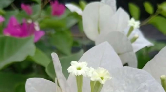 唯美花视频素材背景-众图网