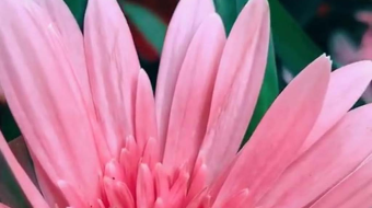 唯美花视频素材背景-众图网