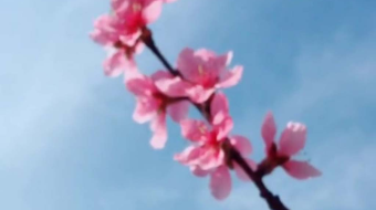 唯美花视频素材背景-众图网