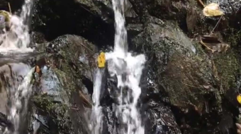 唯美花视频素材背景-众图网