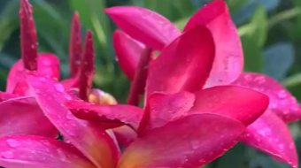 唯美花视频素材背景-众图网