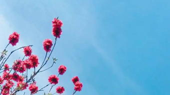 唯美花视频素材背景-众图网