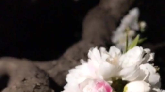 唯美花视频素材背景-众图网