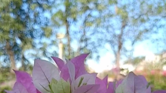 唯美花视频素材背景-众图网