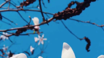 唯美花视频素材背景-众图网