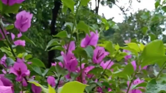 唯美花视频素材背景-众图网