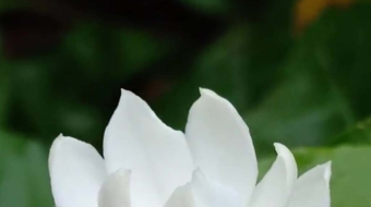 唯美花视频素材背景-众图网