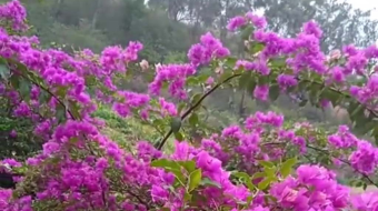 唯美花视频素材背景-众图网