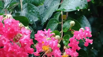 唯美花视频素材背景-众图网