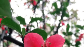 唯美花视频素材背景-众图网