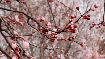 唯美花视频素材背景-众图网