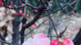 唯美花视频素材背景-众图网