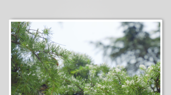 冬天唯美雪花飘素材背景-众图网