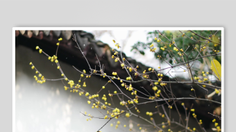 冬天唯美雪花飘素材背景-众图网