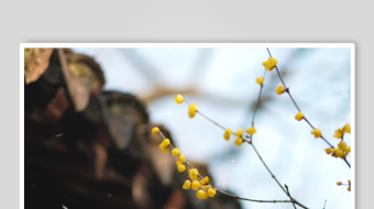 冬天唯美雪花飘素材背景-众图网