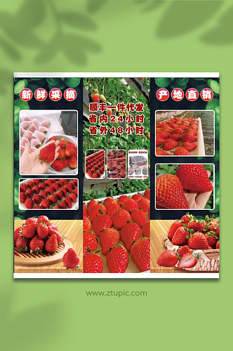 草莓海报现摘草莓