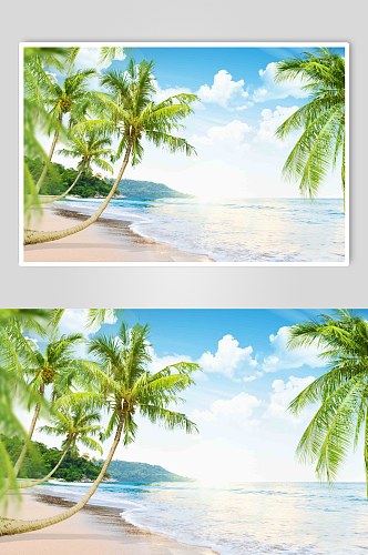 高清风景椰树棕榈图片