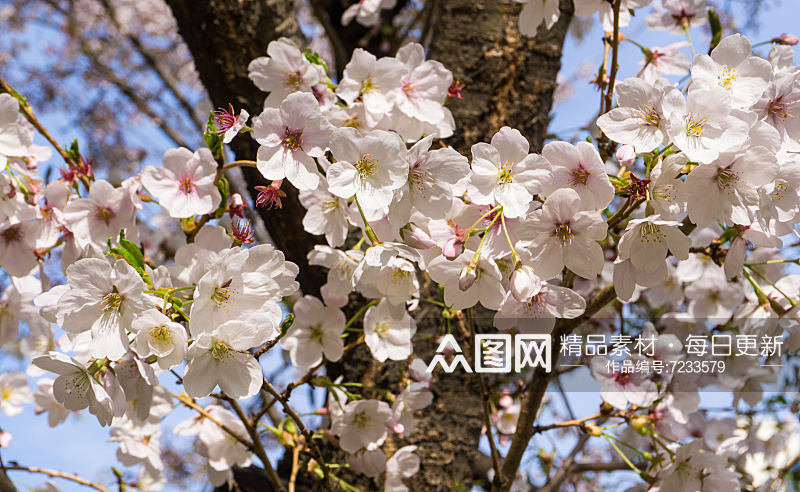 唯美樱花樱花树摄影素材