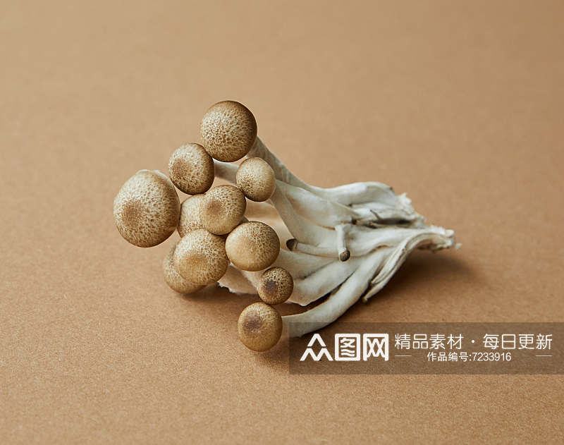 森林野生蘑菇摄影素材素材