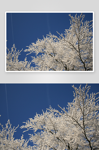 大雪摄影雪山雪树素材