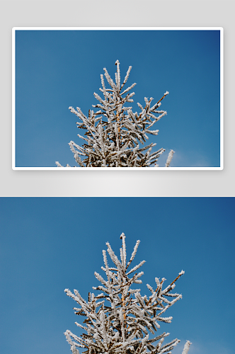 大雪摄影雪山雪树素材