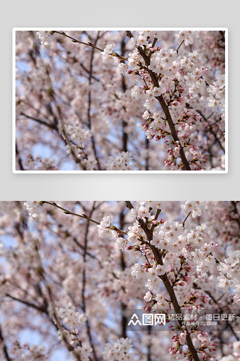 唯美樱花樱花树摄影素材