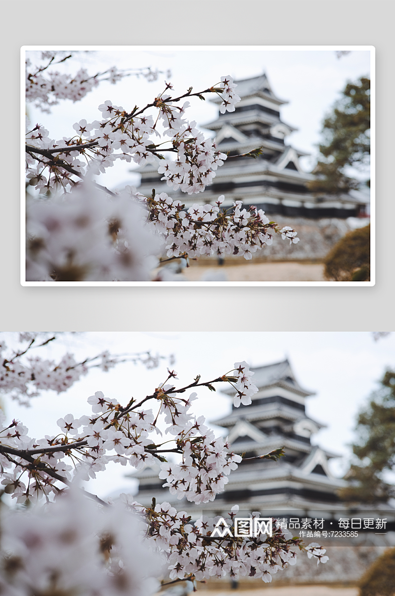 唯美樱花樱花树摄影素材