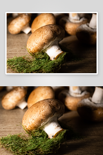 森林野生蘑菇摄影素材