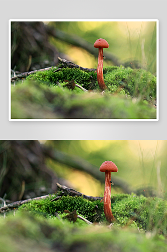 森林野生蘑菇摄影