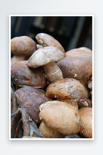 森林野生蘑菇摄影素材