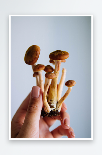 森林野生蘑菇摄影