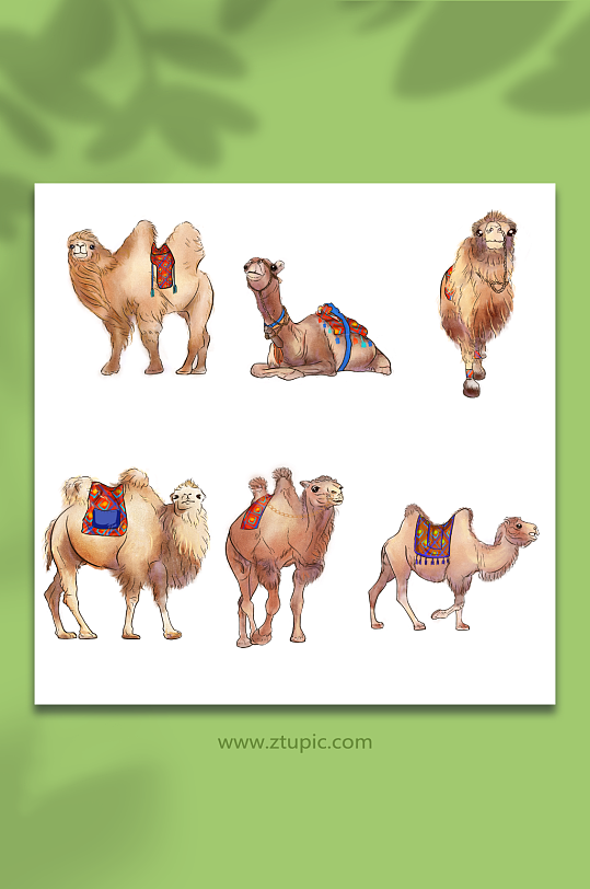不同姿势沙漠骆驼动物元素插画