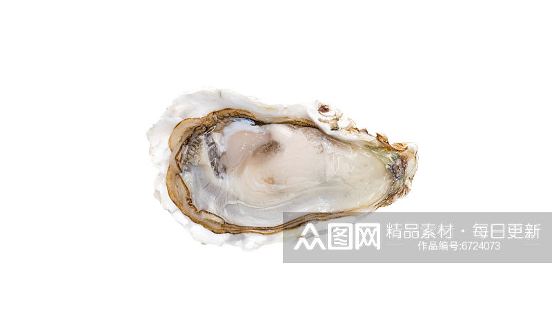 海鲜生蚝蛤蜊图片素材