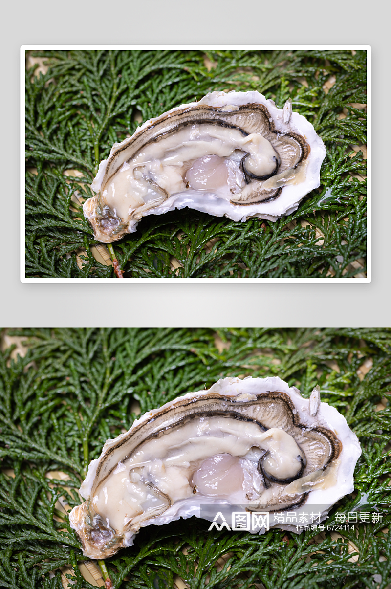 海鲜生蚝蛤蜊图片素材