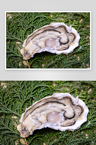海鲜生蚝蛤蜊图片
